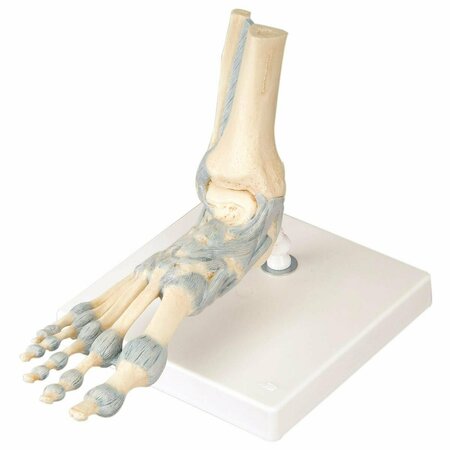 TOYS4.0 Anatomical Model - Foot Skeleton with Ligaments TO1341345